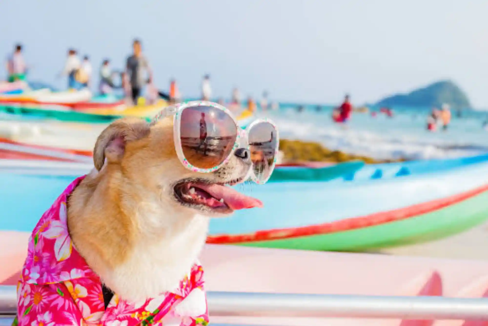 Best Dog Beaches in the UAE: Where Can Dogs Swim Legally in Dubai & RAK?