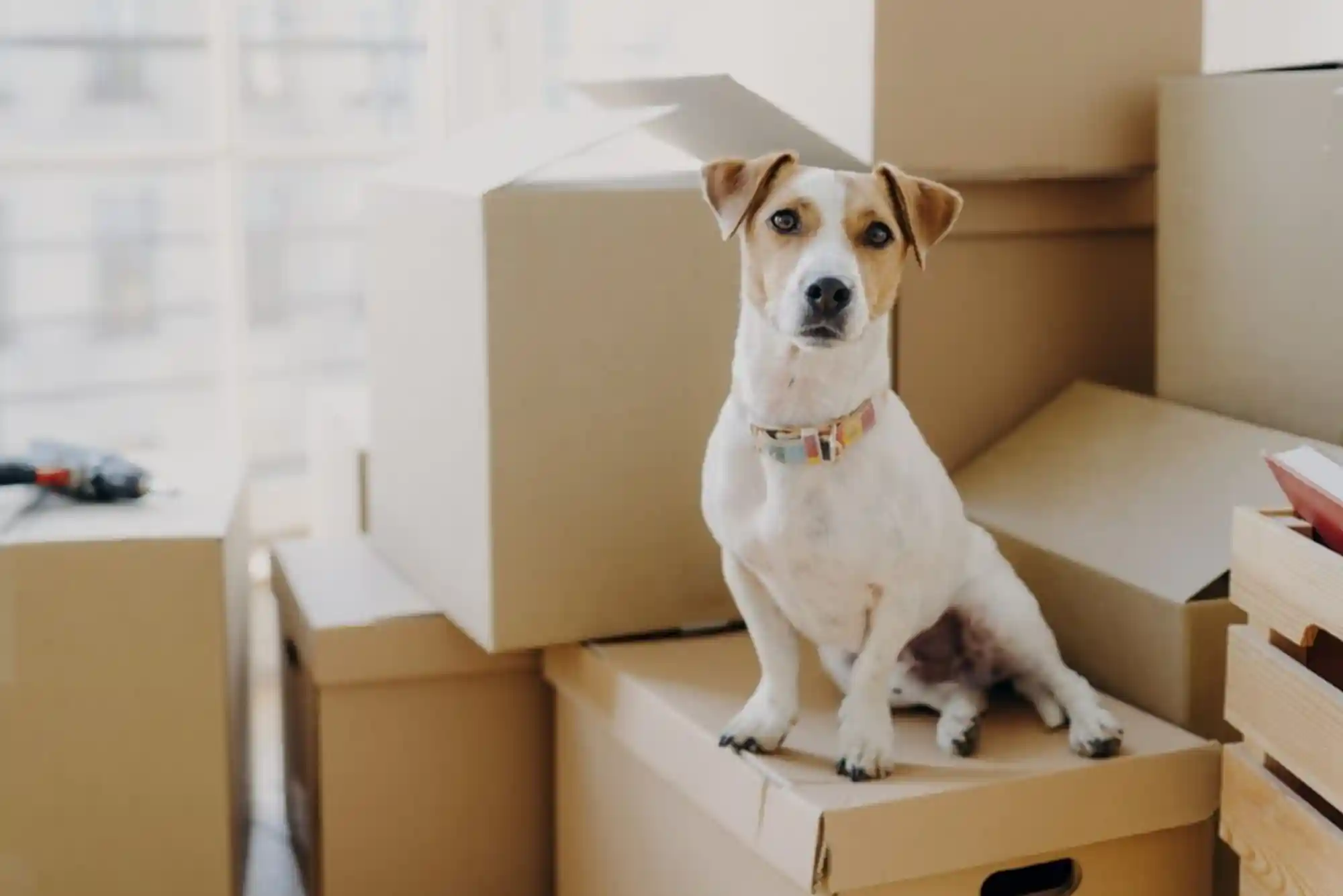 How to Relocate Your Dog or Cat to Dubai: UAE Import Permit Guide