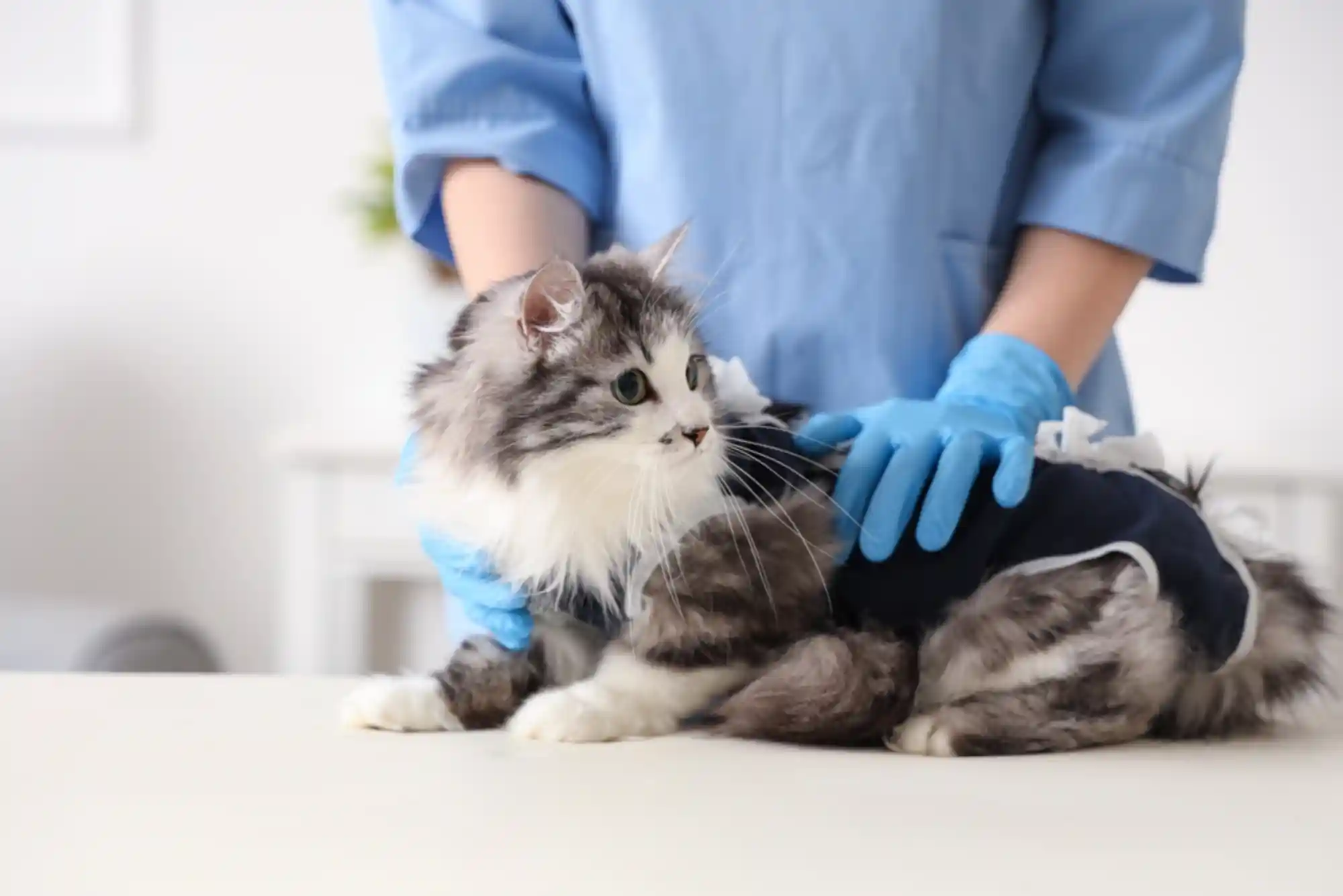 Cat Desexing / Spay and Neuter Programs in Dubai: Cost and Aftercare